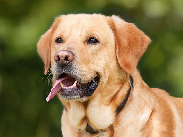 tongue in health-medical-2