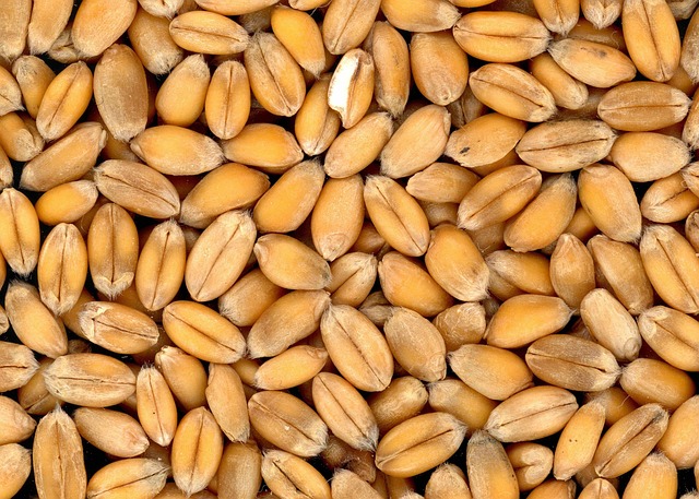 wheat in nature-environment-4
