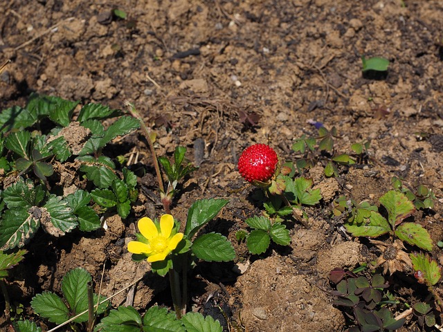 strawberry in home-living-7
