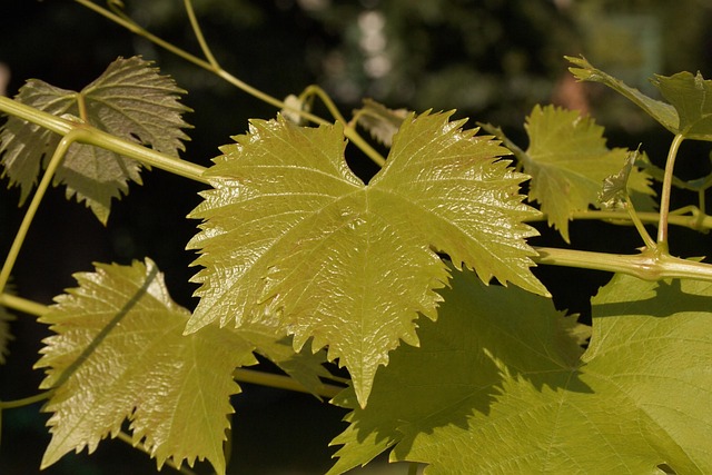 vine in nature-environment-5