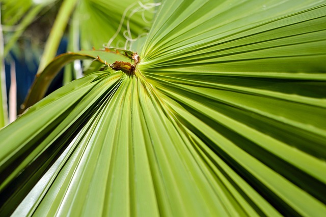 palm in health-medical-2