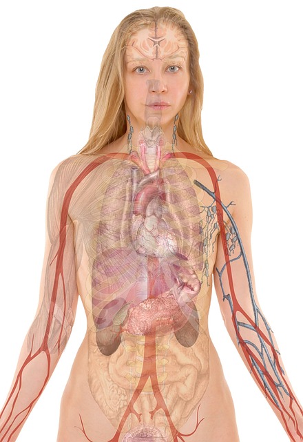 lung in health-medical-3