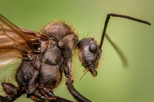 insect in nature-environment-3