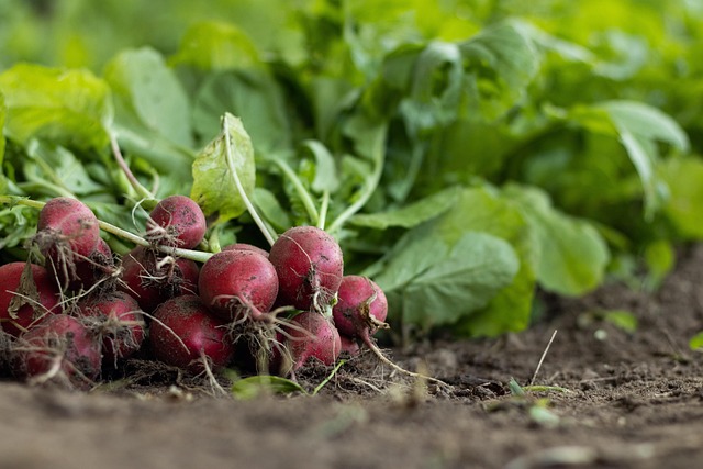 radish in home-living-10
