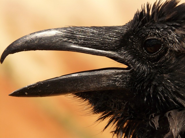crow in nature-environment-7