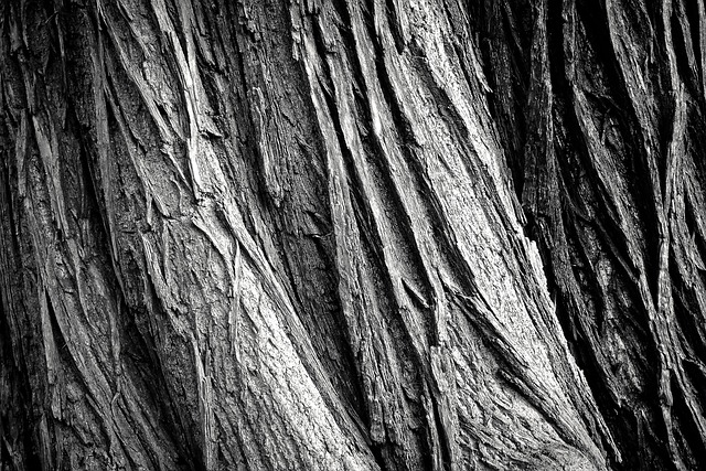 wood in nature-environment-1