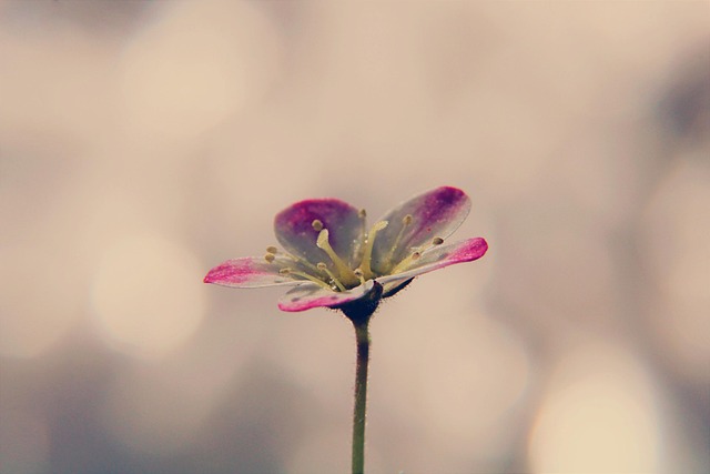 blossom in nature-environment-6
