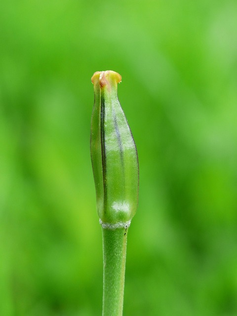 seed in nature-environment-2