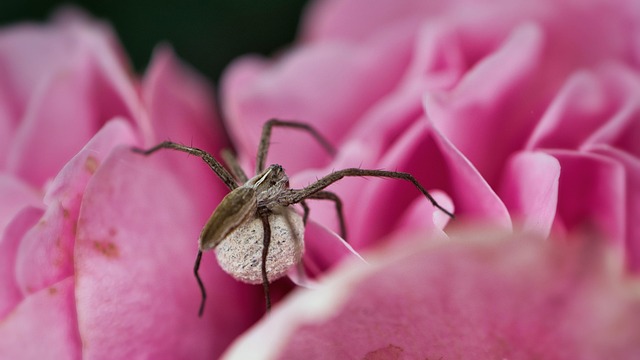 spider in nature-environment-5