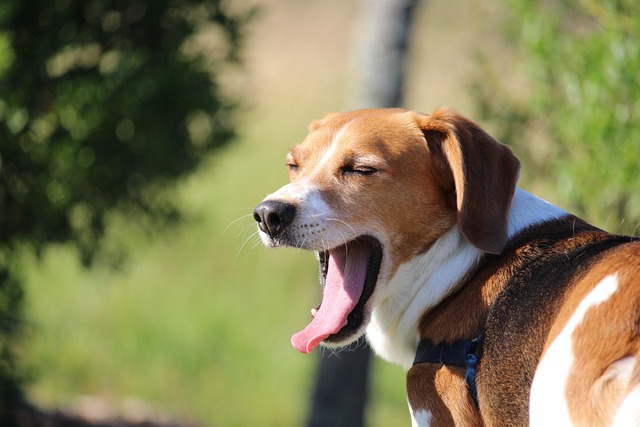 yawn in health-medical-4