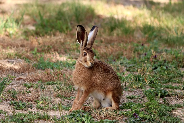 hare in nature-environment-8