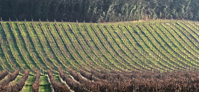 hillside in nature-environment-6