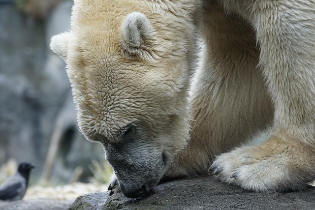 bear in animals-plants
