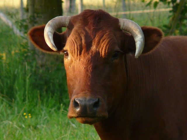ox in nature-environment-8