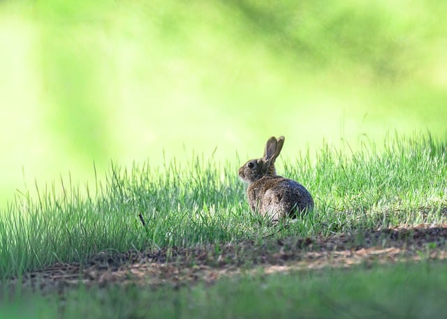 rabbit in nature-environment-4