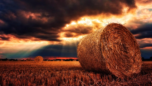 hay in nature-environment-7