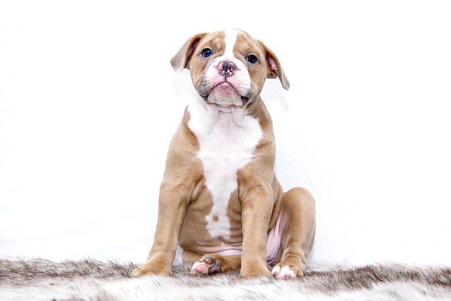 pet in home-living-4