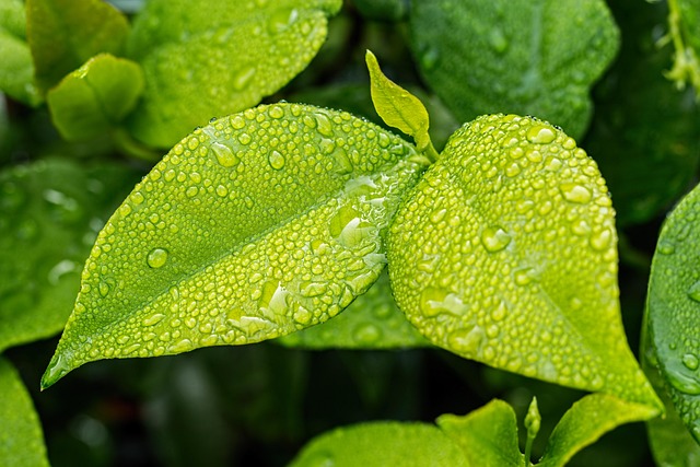 moisture in nature-environment-5