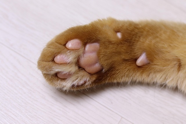 paw in nature-environment-7