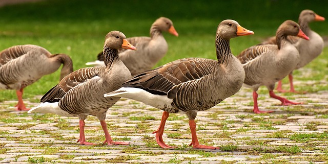 goose in nature-environment-5