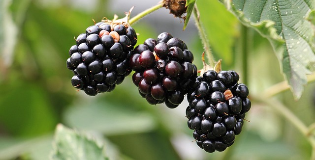 berry in home-living-7