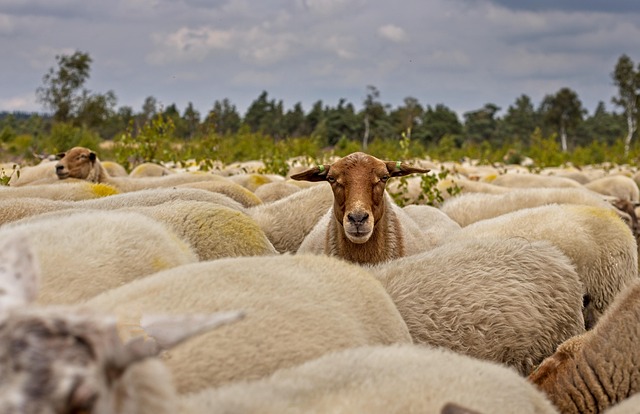 herd in nature-environment-5