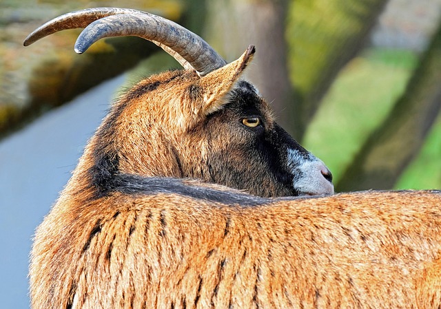goat in nature-environment-5