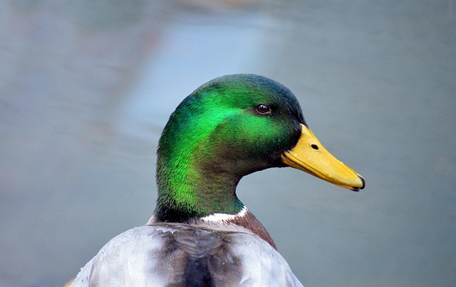 duck in nature-environment-3