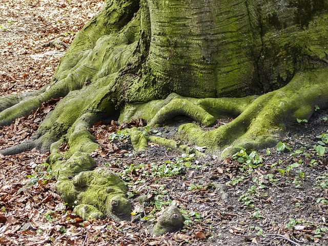 trunk in nature-environment-3