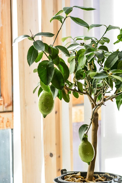 lime in home-living-7