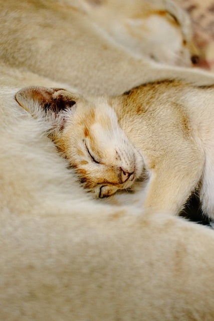 nap in home-living-8