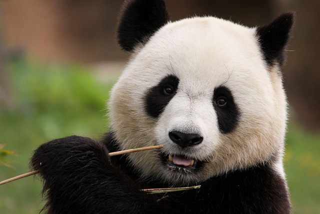 panda in nature-environment-8