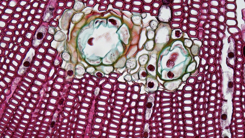Colorful microscopic view of plant tissue showing cells and structure.