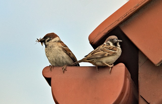 sparrow in nature-environment-8