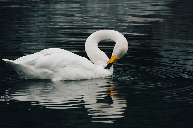 swan in nature-environment-8