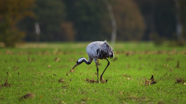 crane in technology-devices-4