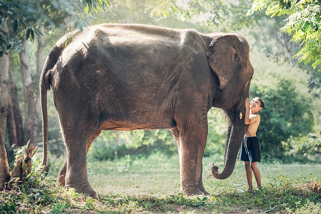 elephant in nature-environment-4