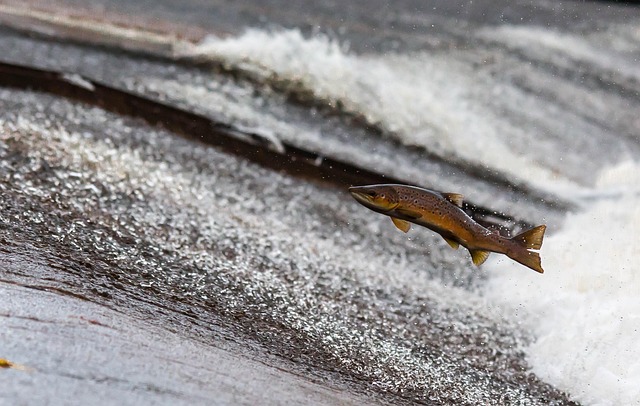 salmon in home-living
