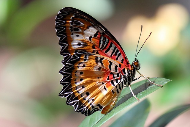 butterfly in nature-environment-5
