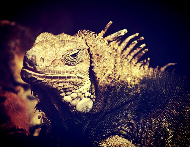 dragon in media-entertainment-3