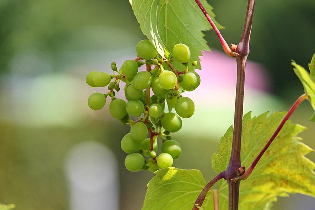 grape in home-living-6
