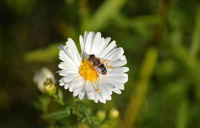 bee in nature-environment-4