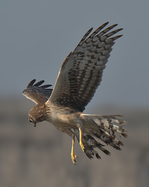 hawk in nature-environment-7
