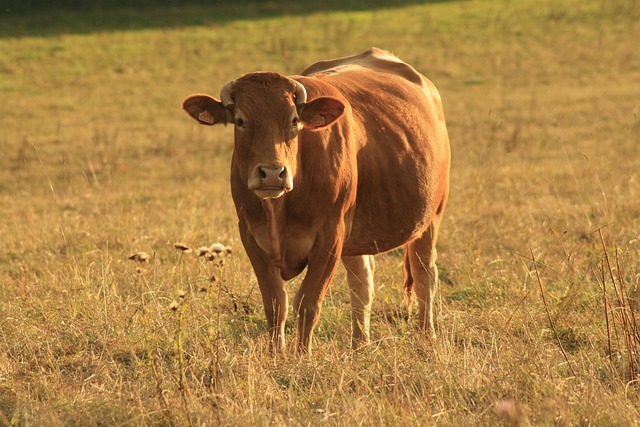 cow in nature-environment-3