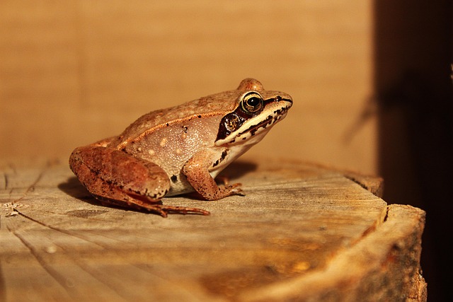 frog in nature-environment-5