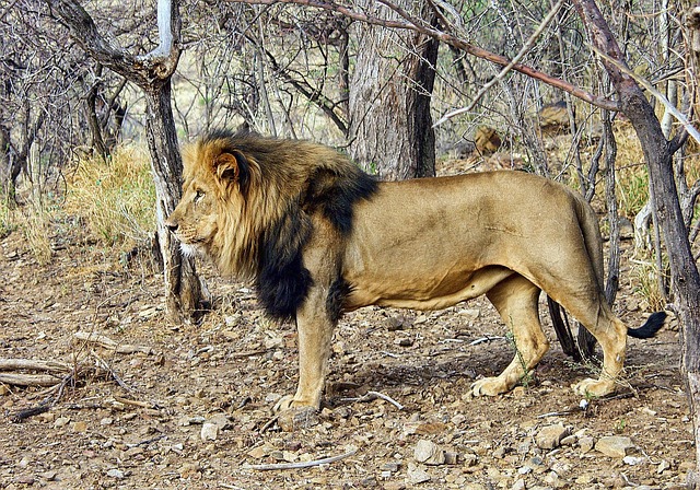 lion in nature-environment-4