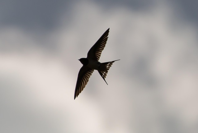 swallow in home-living