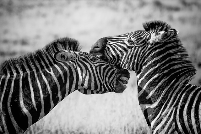zebra in nature-environment-8