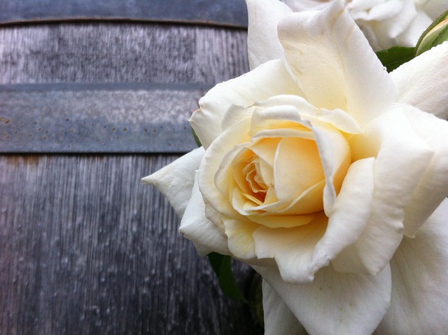 rose in nature-environment-8