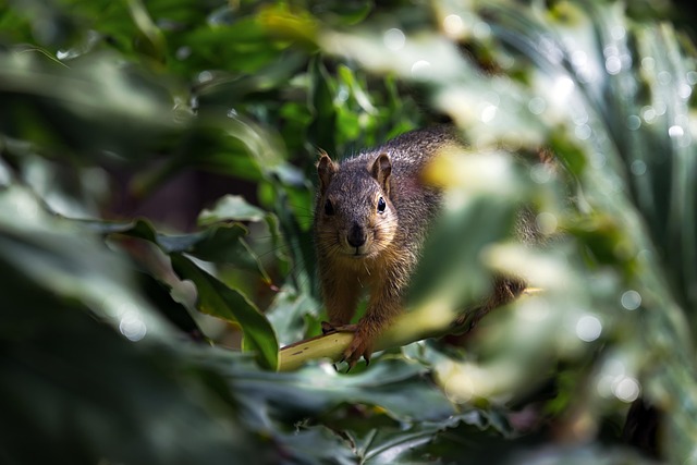 squirrel in nature-environment-6